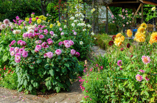 Dahlias u3a horticulture Farnham